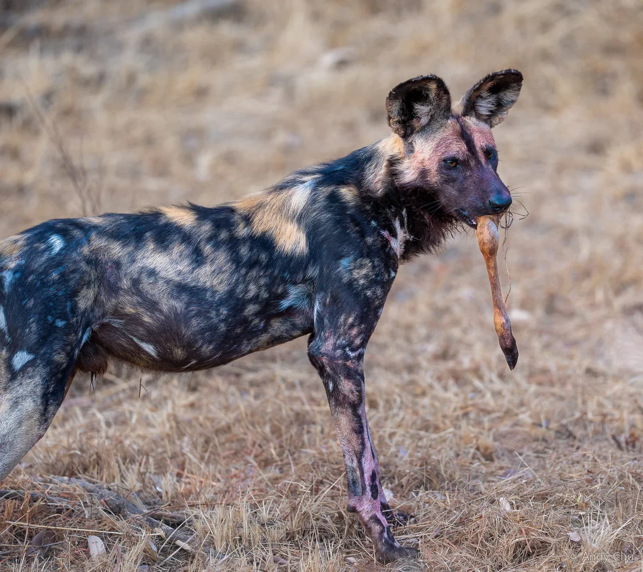 African wild dog carrying part of its prey