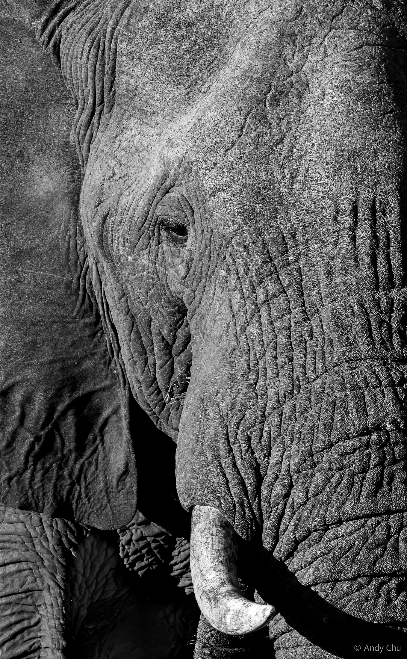 Black-and-white close view of an elephant’s eye, textured skin and tusk