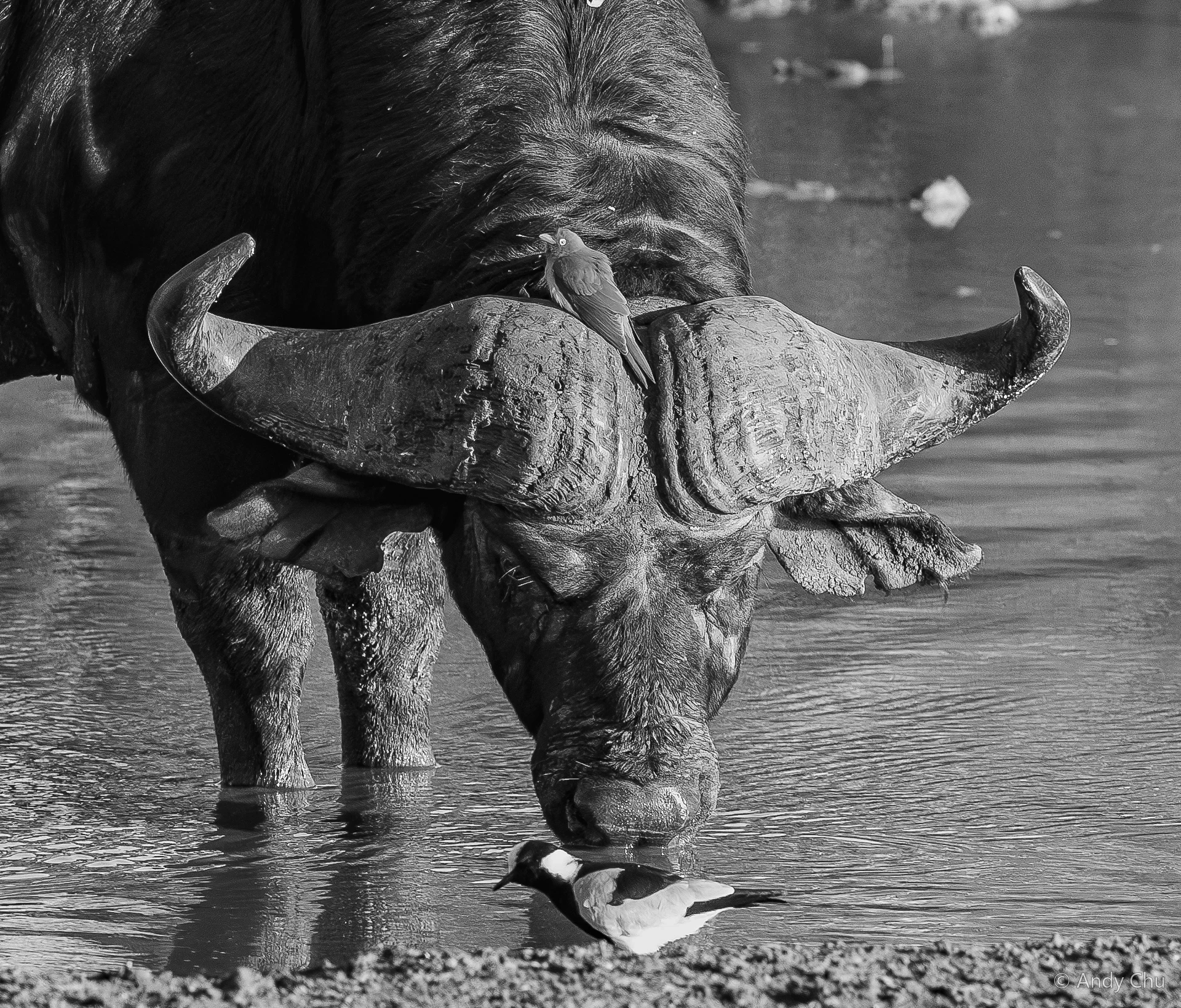 Black-and-white buffalo drinking with birds nearby
