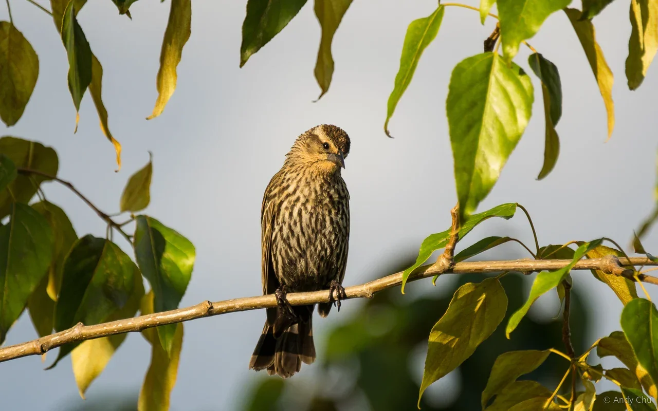 Streaked brown bird perched among green leaves
