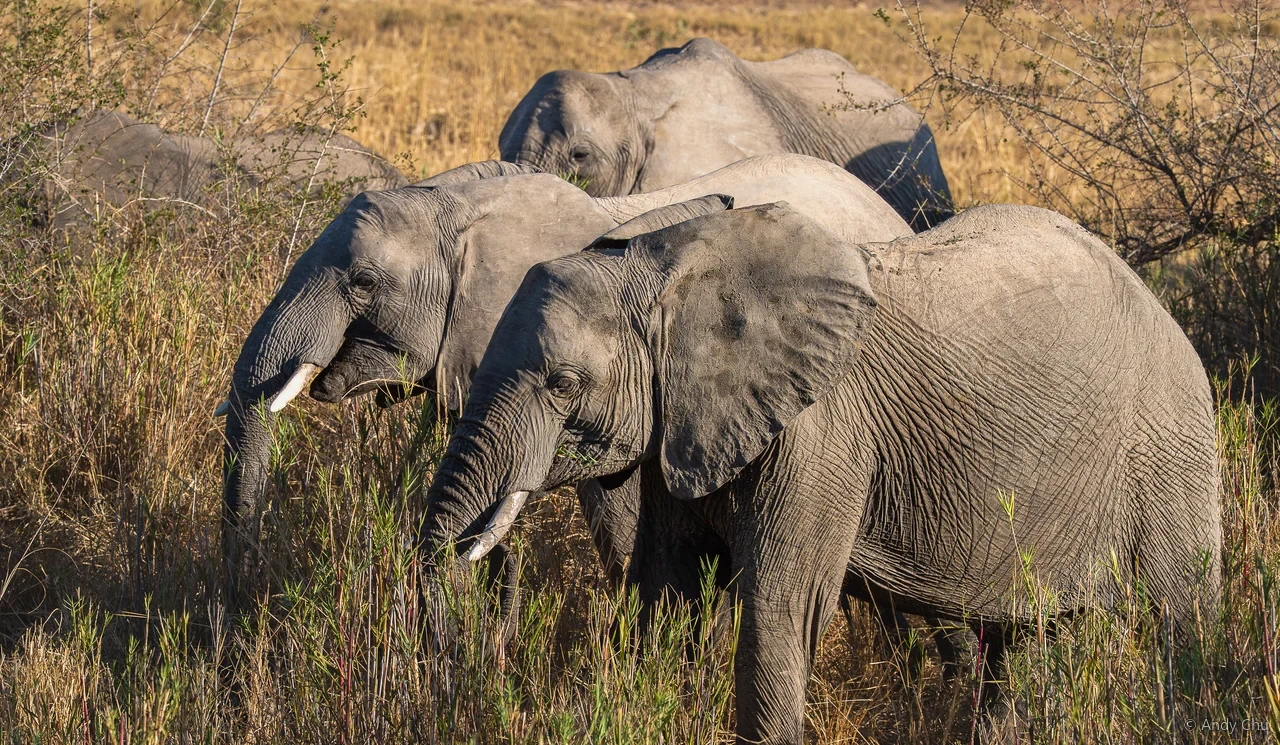 Elephants moving through sunlit grass