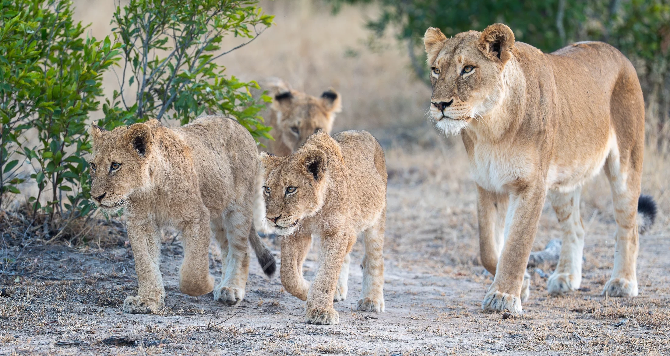 Lioness and young lions walking beside green shrubs