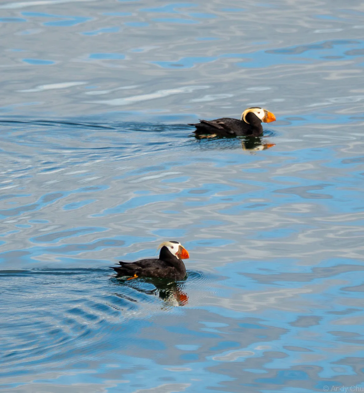 Two puffins swimming on calm blue water