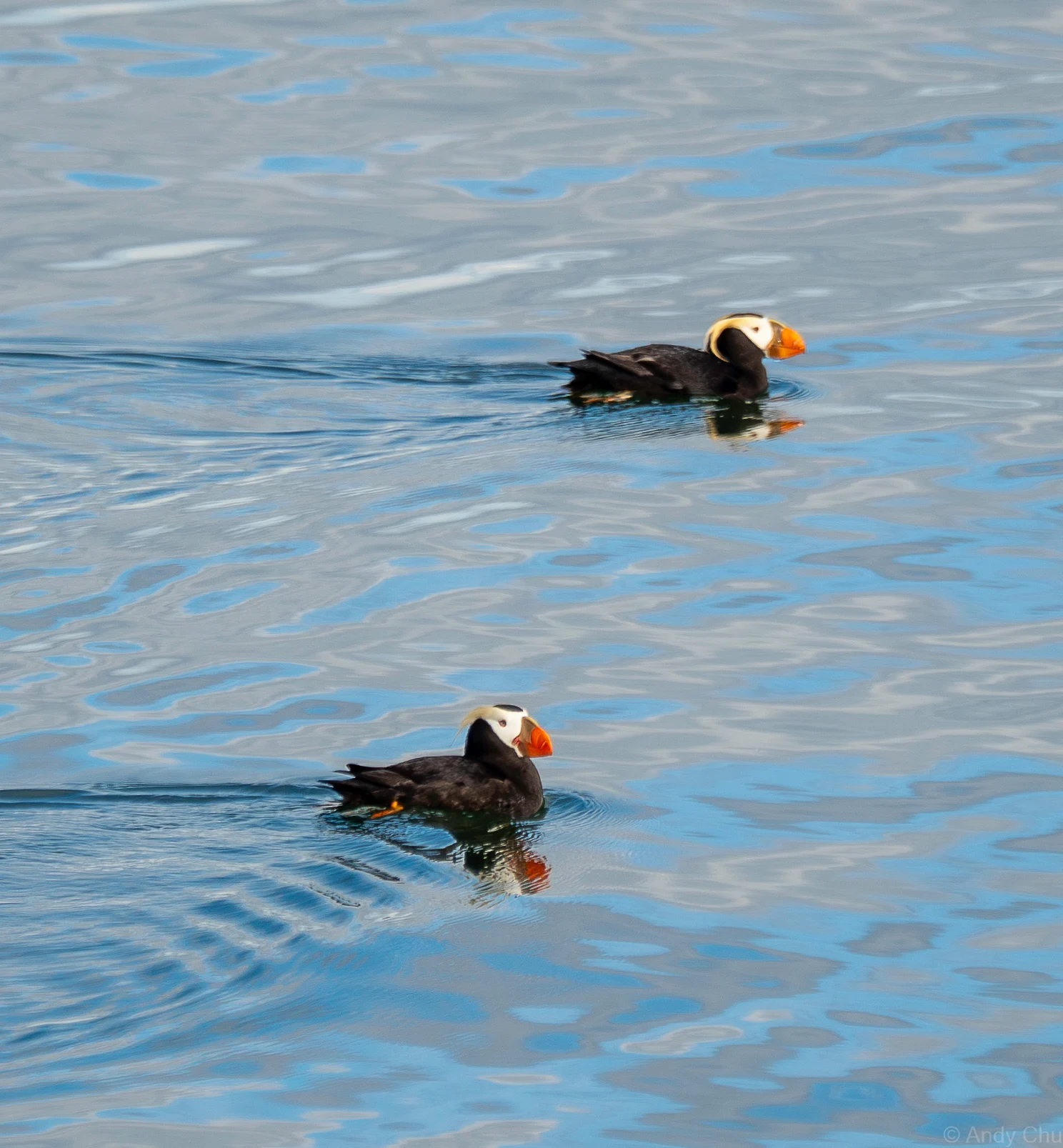 Two puffins swimming on calm blue water