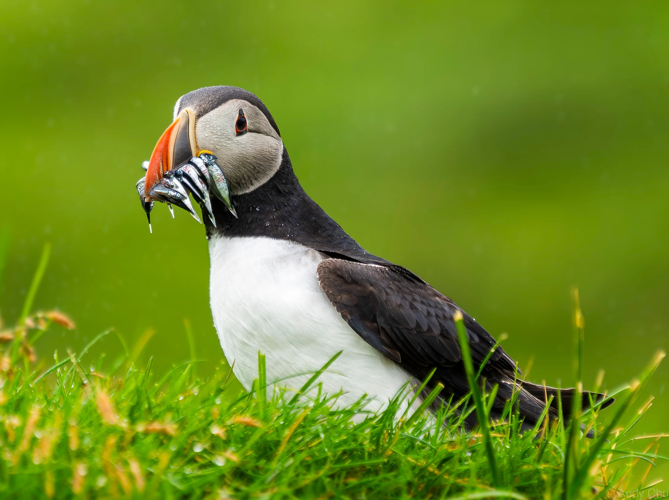 Atlantic puffin holding small fish while standing in green grass