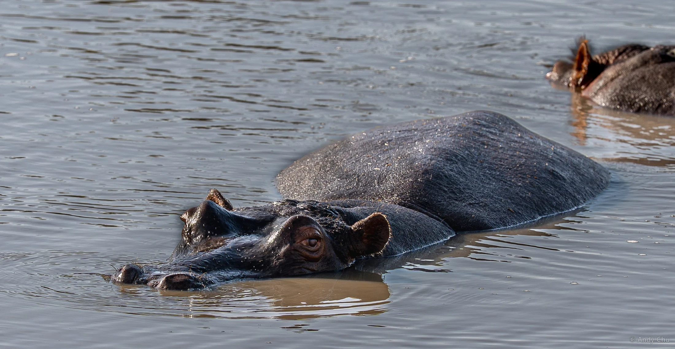 Hippopotamus swimming with its back above the water
