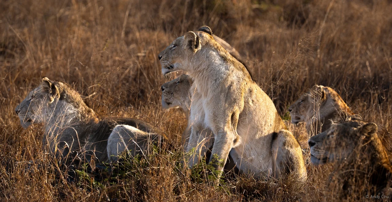 A pride of lions resting in sunlit dry grass