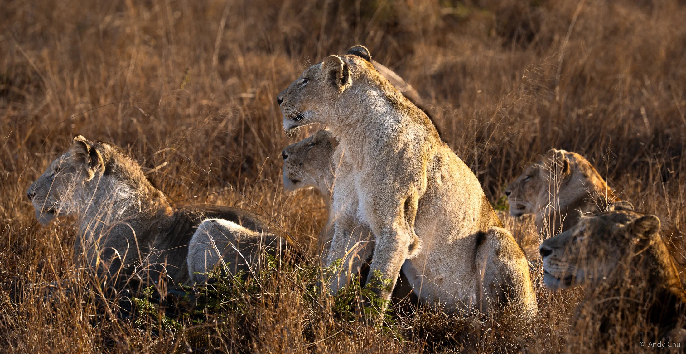A pride of lions resting in sunlit dry grass