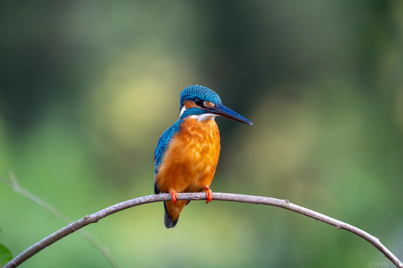 Blue and orange kingfisher perched on a curved branch
