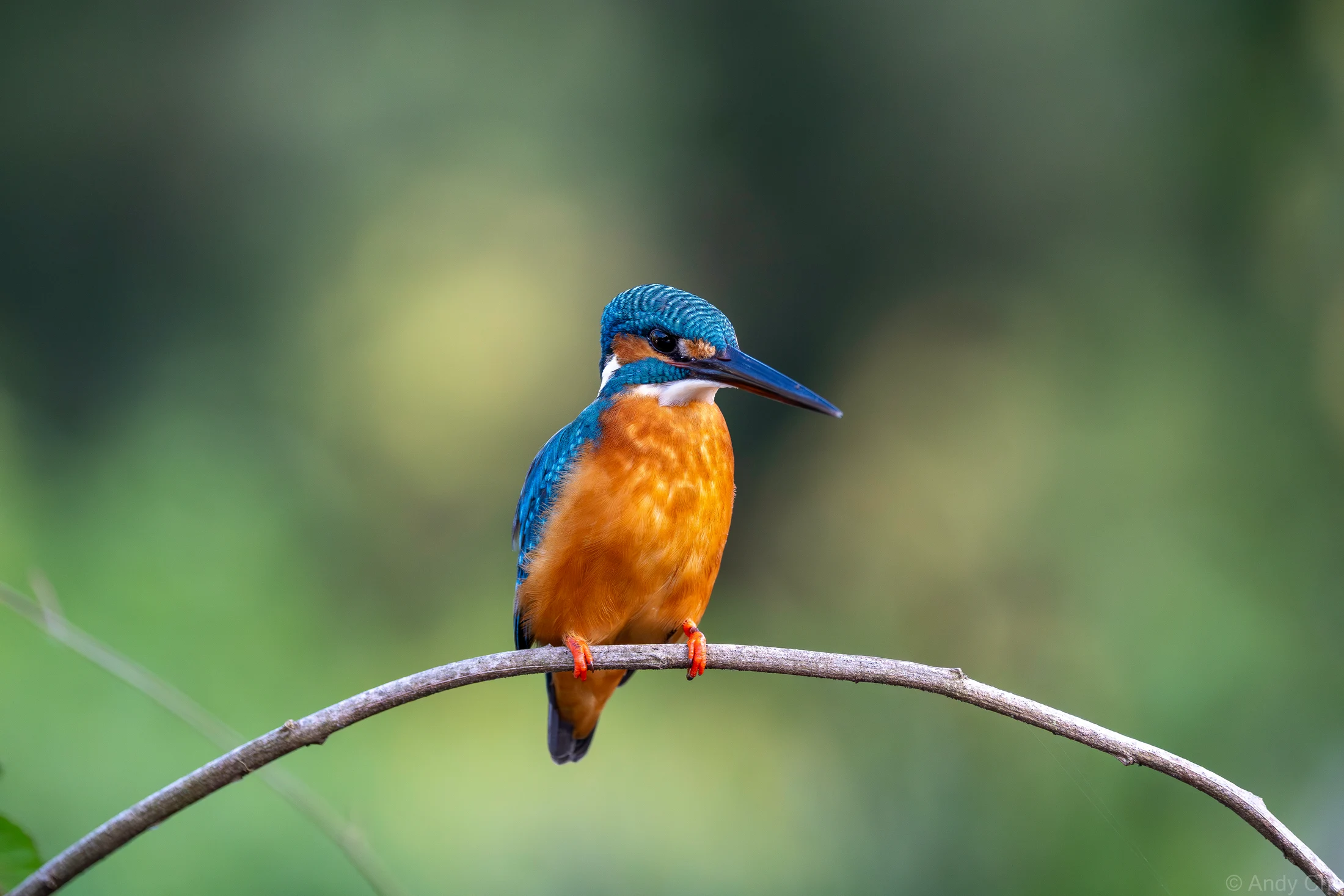 Blue and orange kingfisher perched on a curved branch