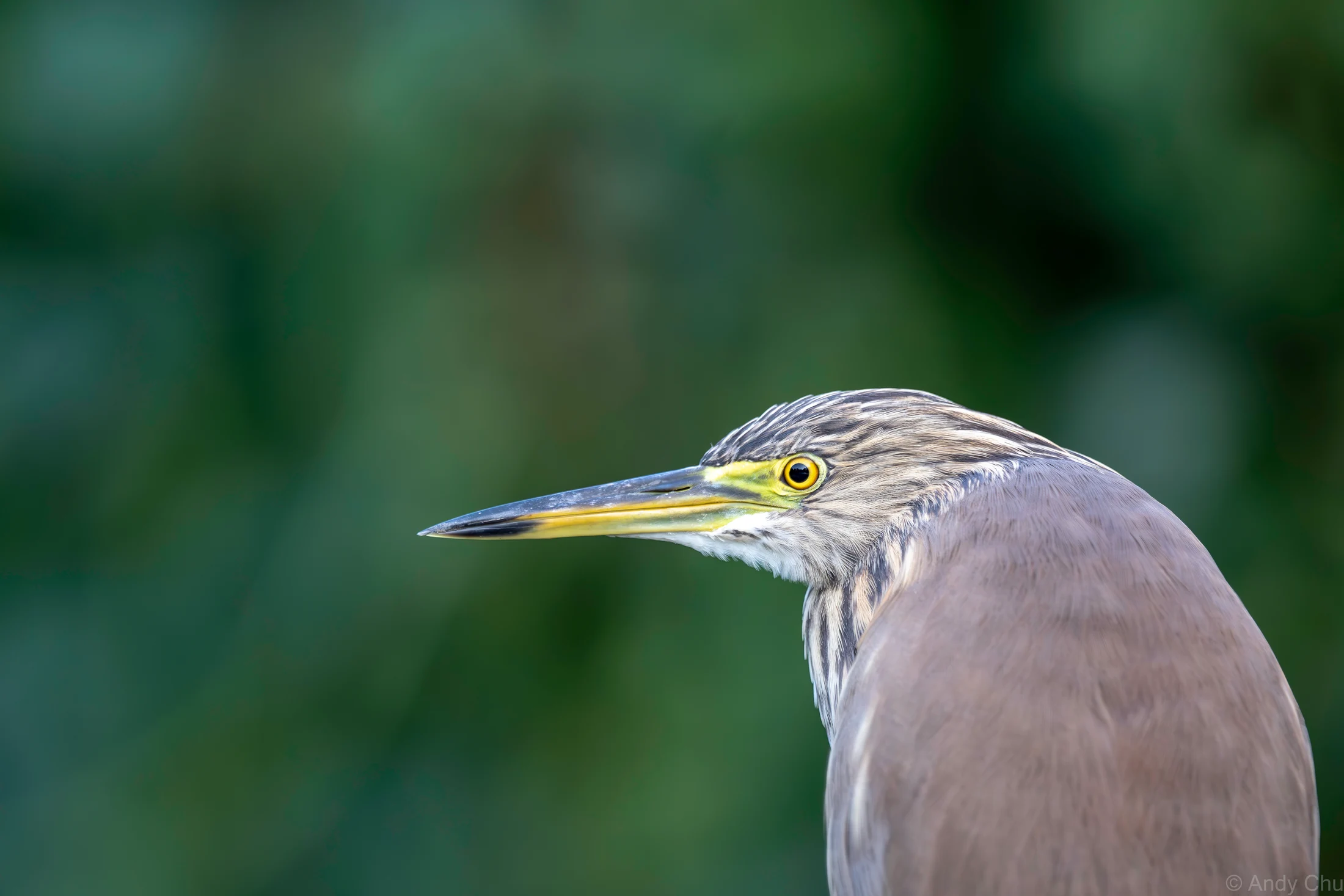 Close profile of a heron with a yellow eye and long bill