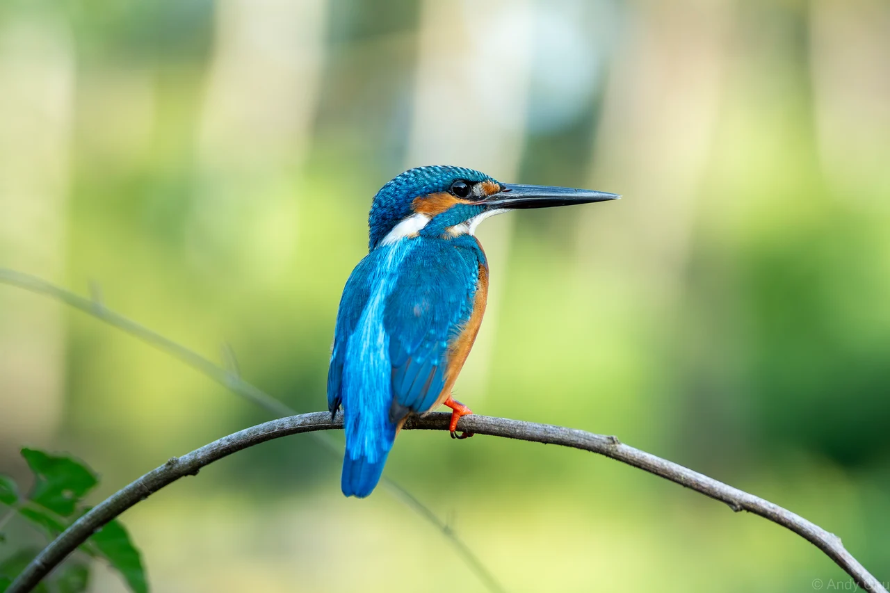 Kingfisher showing bright blue back feathers on a curved branch