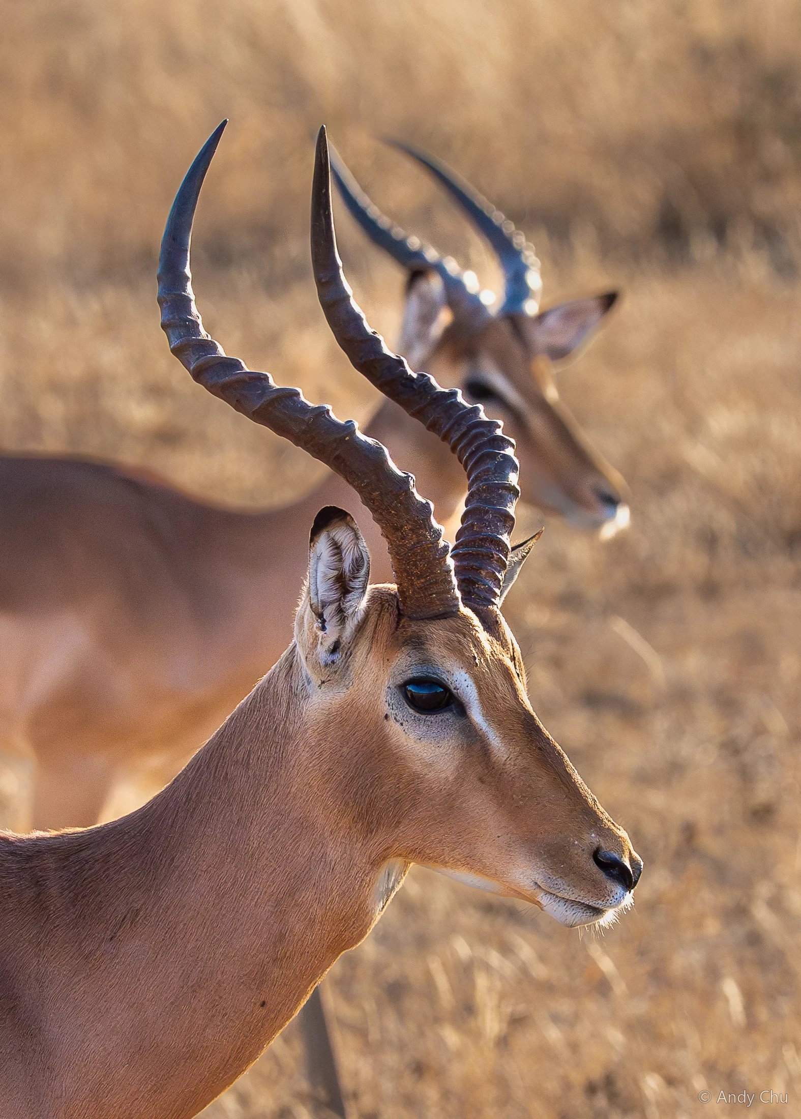 Close view of two antelope with curved horns against dry grass