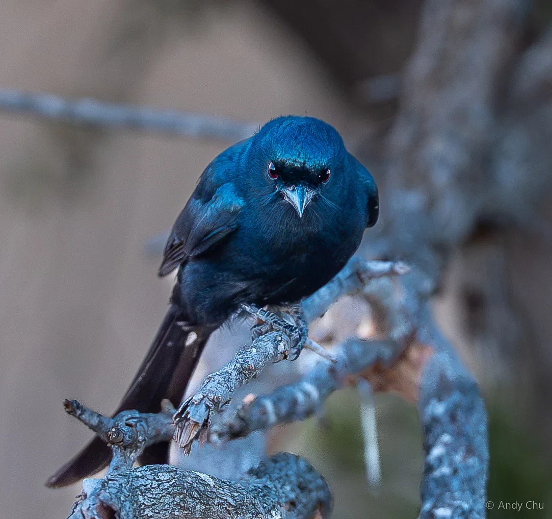 Blue bird perched on a branch facing the camera