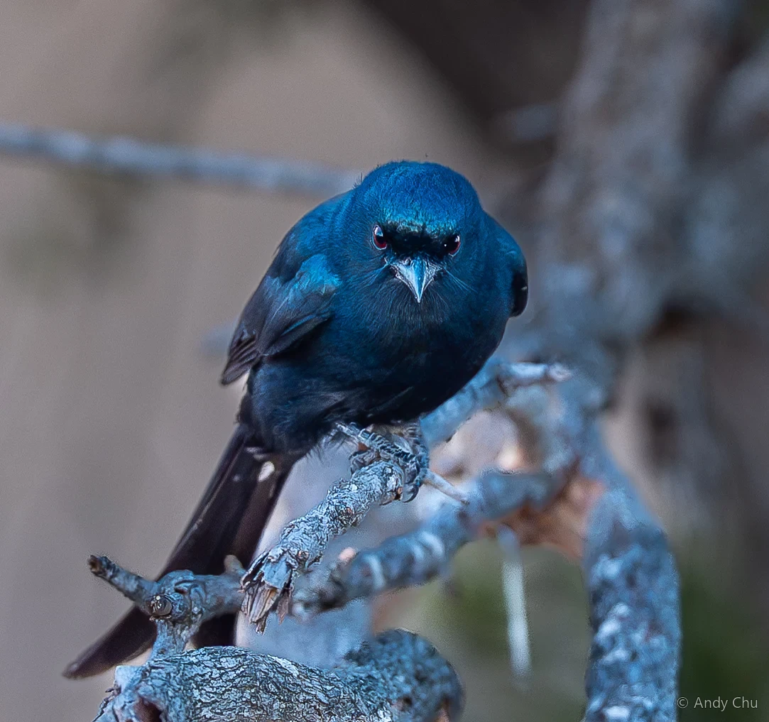 Blue bird perched on a branch facing the camera