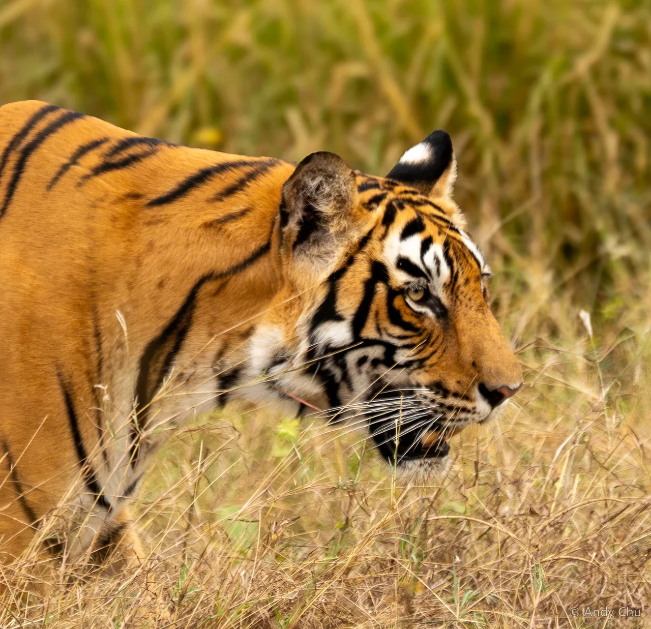 Close side view of a tiger moving through dry grass