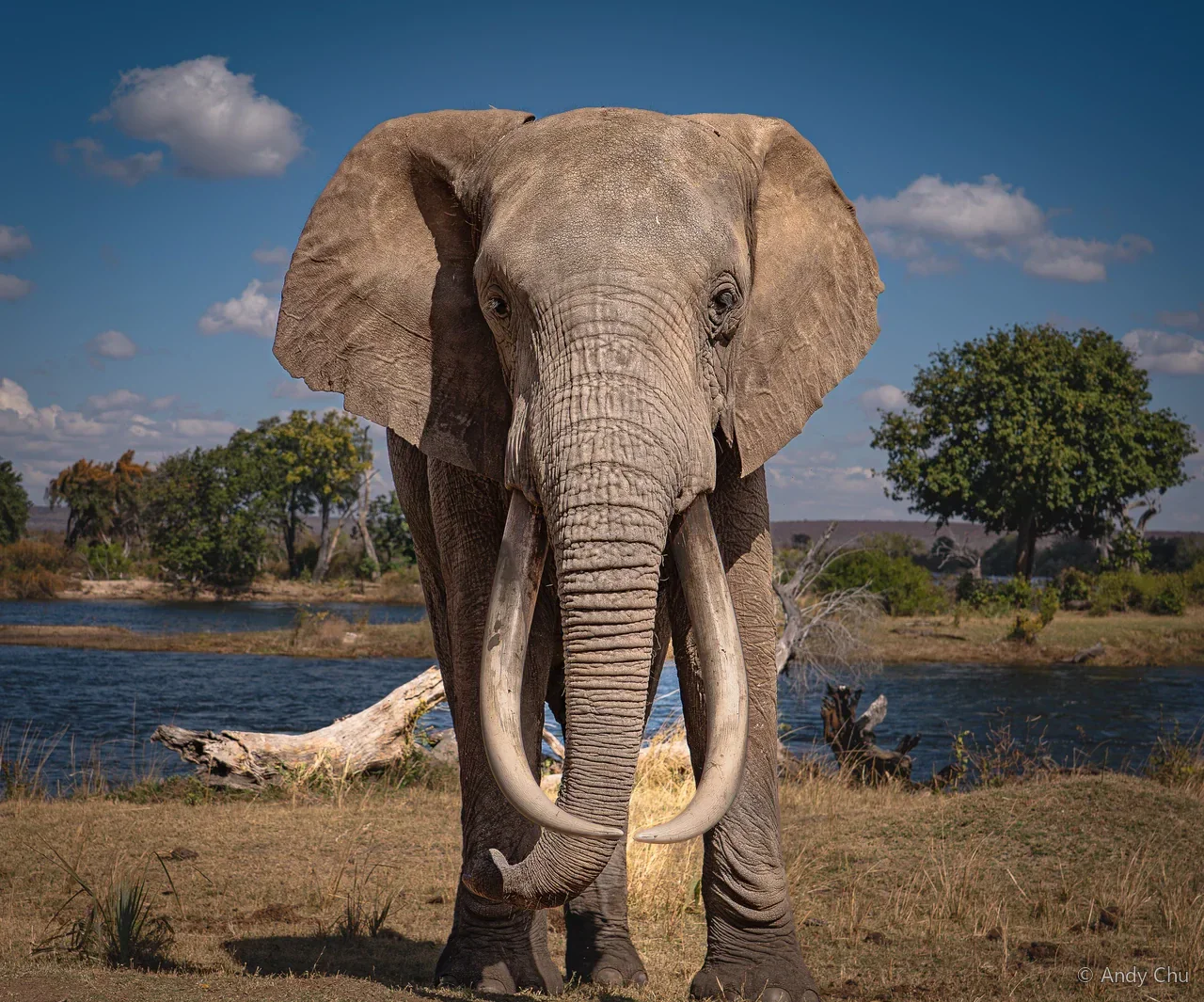 Elephant with long tusks facing the camera beside water