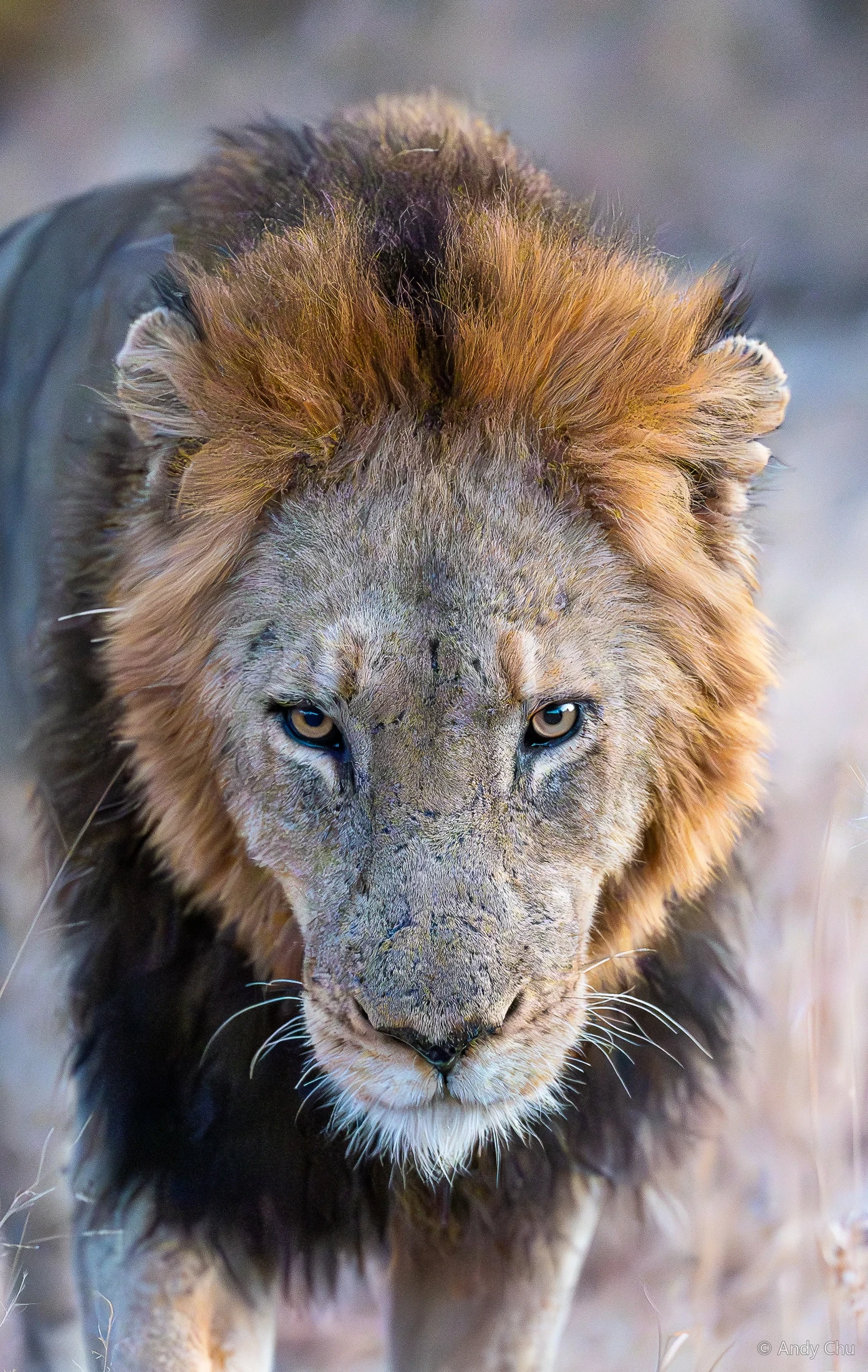 Male lion looking directly toward the camera