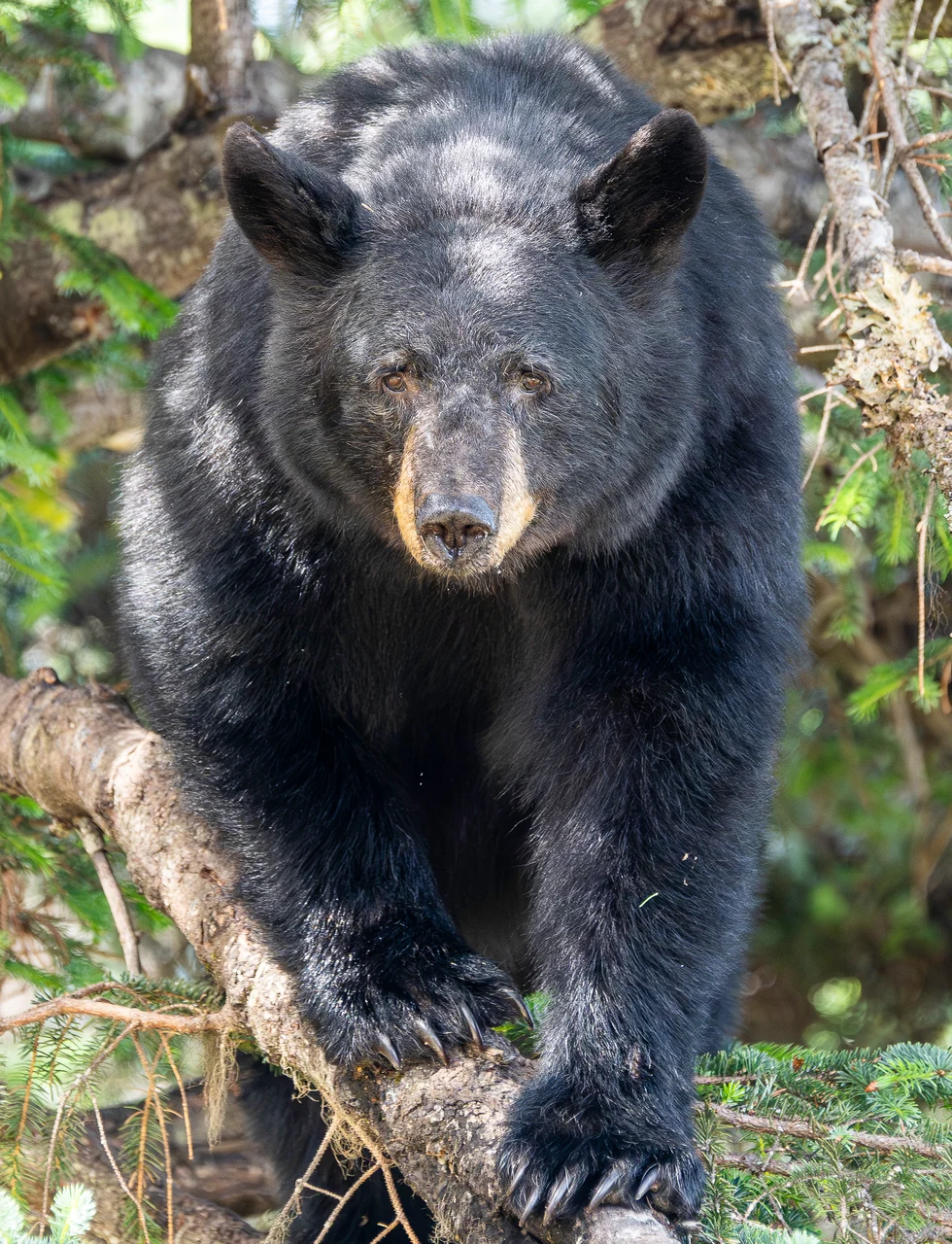 Black bear standing on a fallen tree in a green woodland