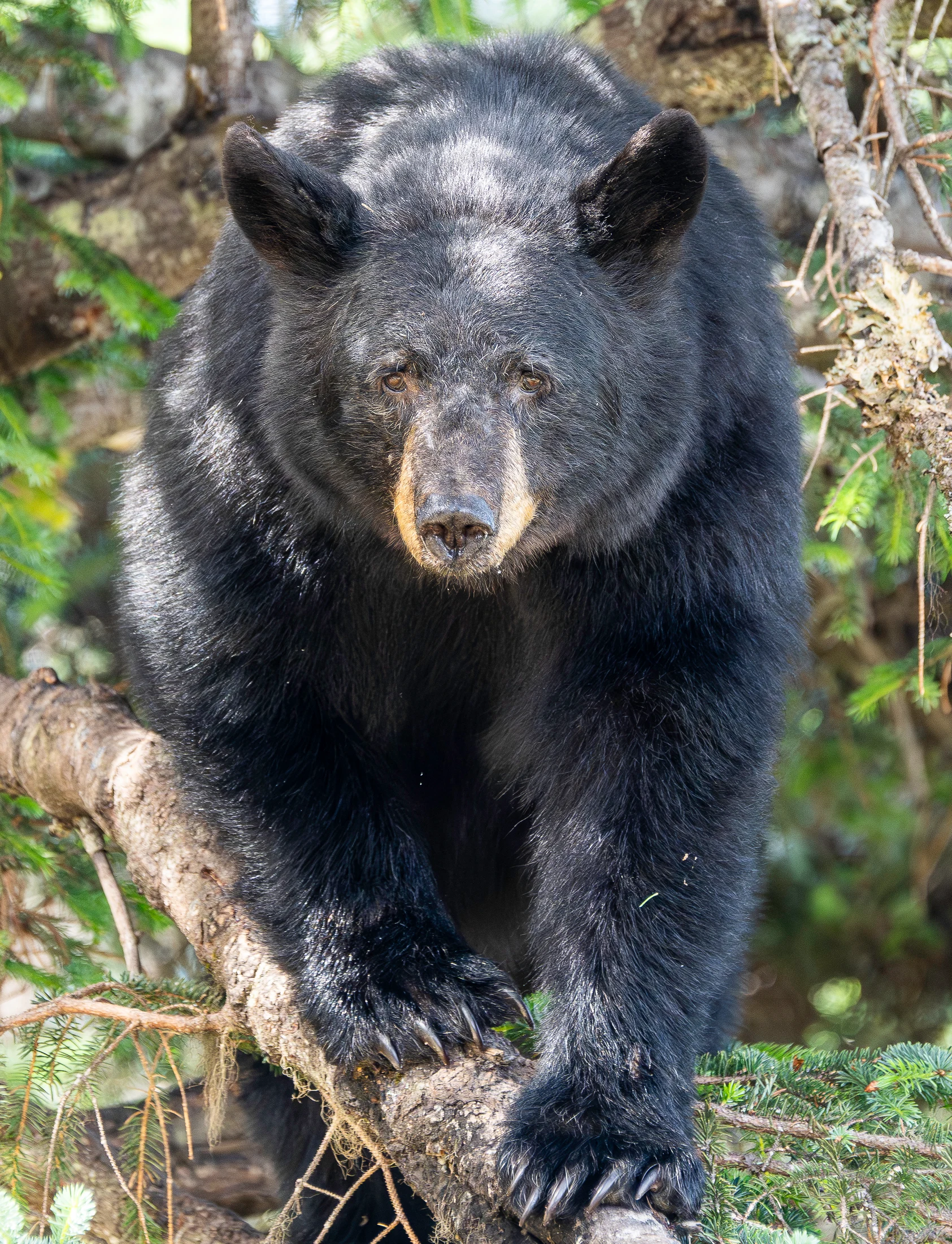 Black bear standing on a fallen tree in a green woodland