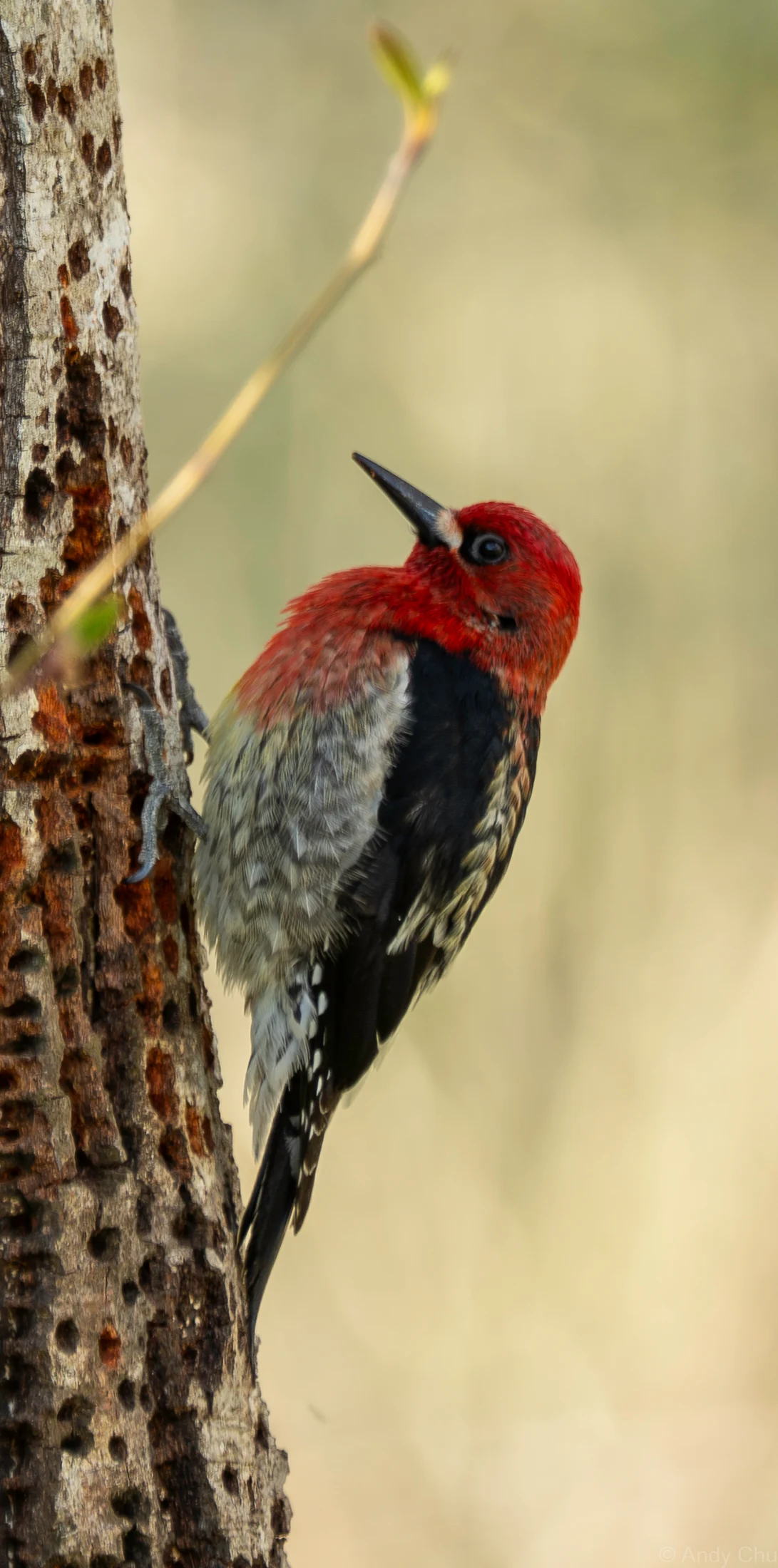 Red-headed woodpecker clinging to a tree trunk