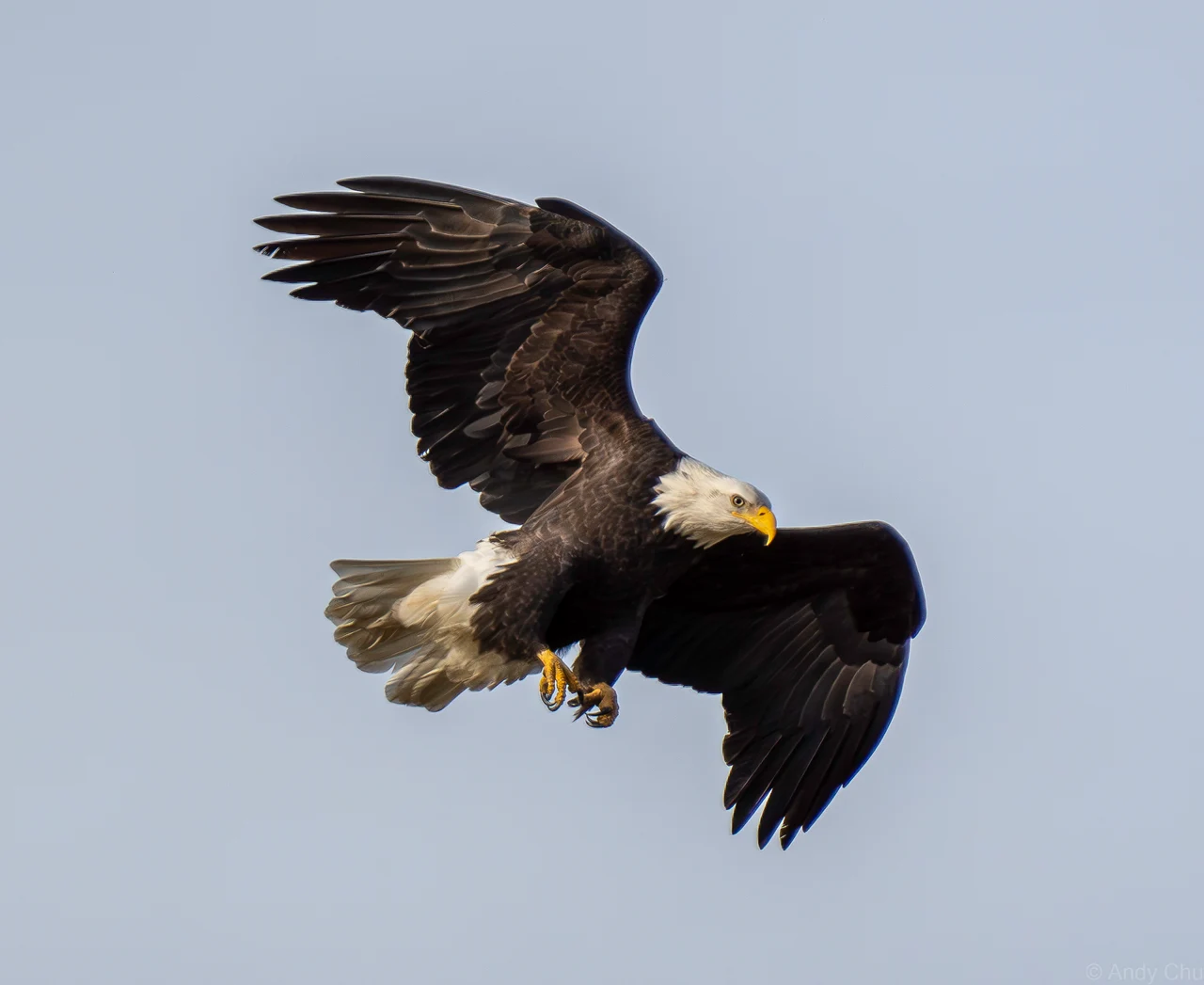 Bald eagle approaching in flight with raised wings and extended yellow talons against a pale sky