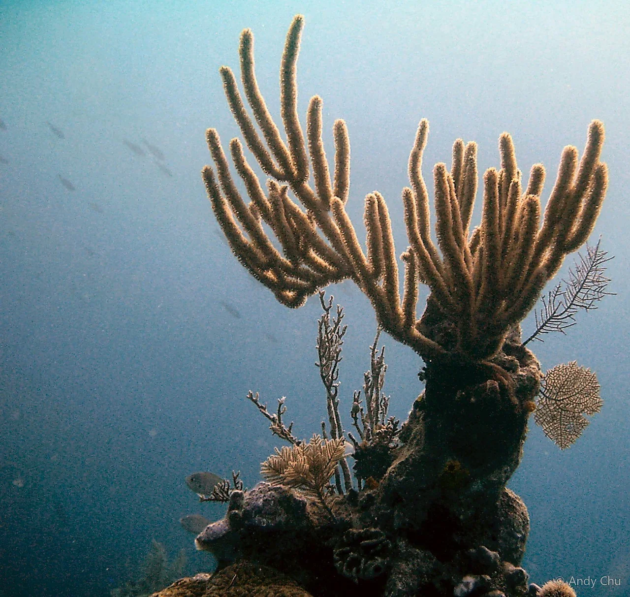 Branching marine growth rising from the seabed in blue water