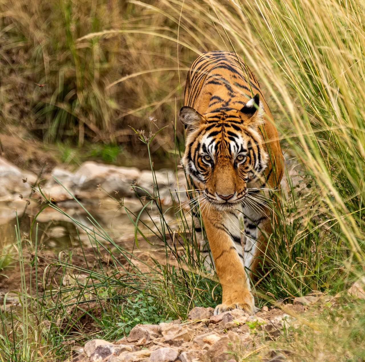 Tiger walking toward the camera through tall grass