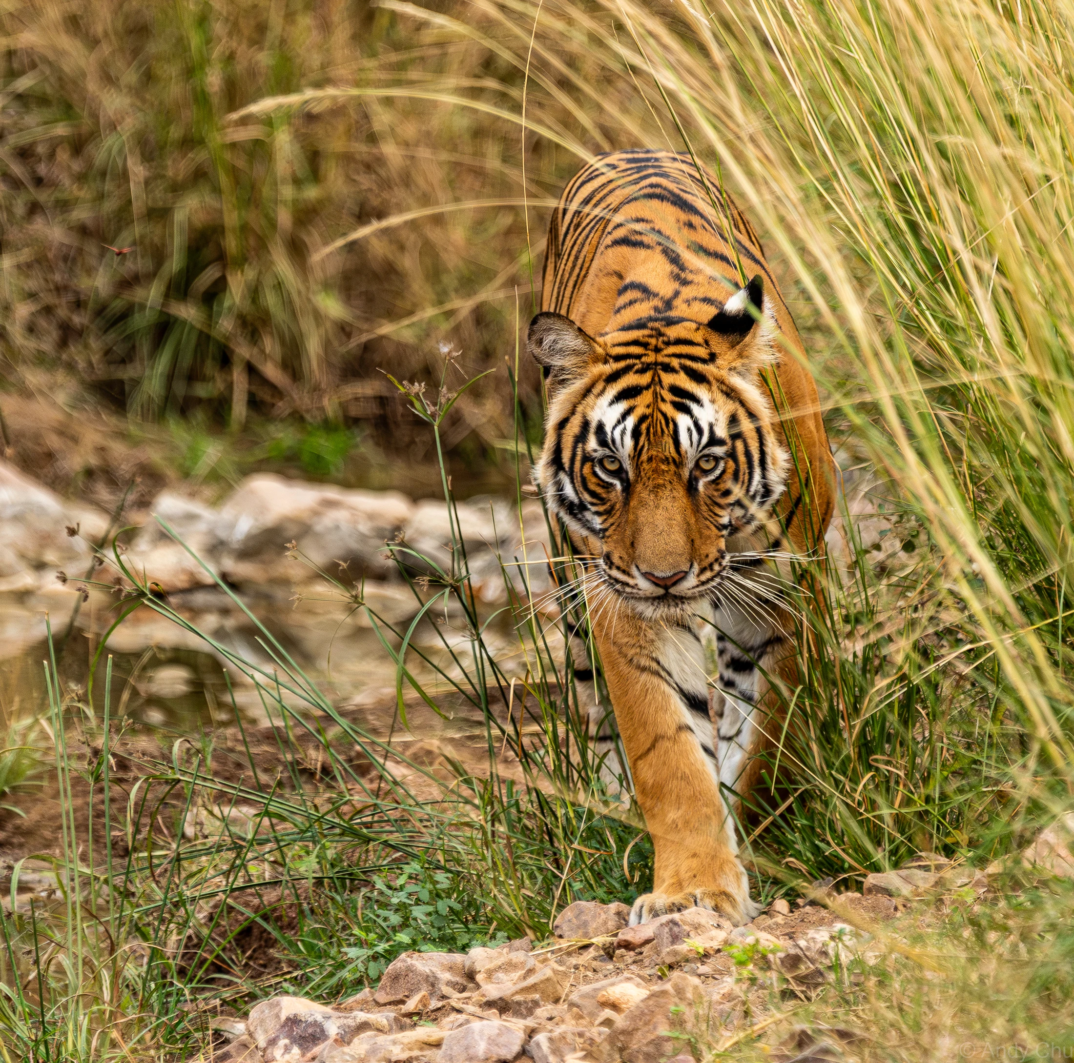 Tiger walking toward the camera through tall grass