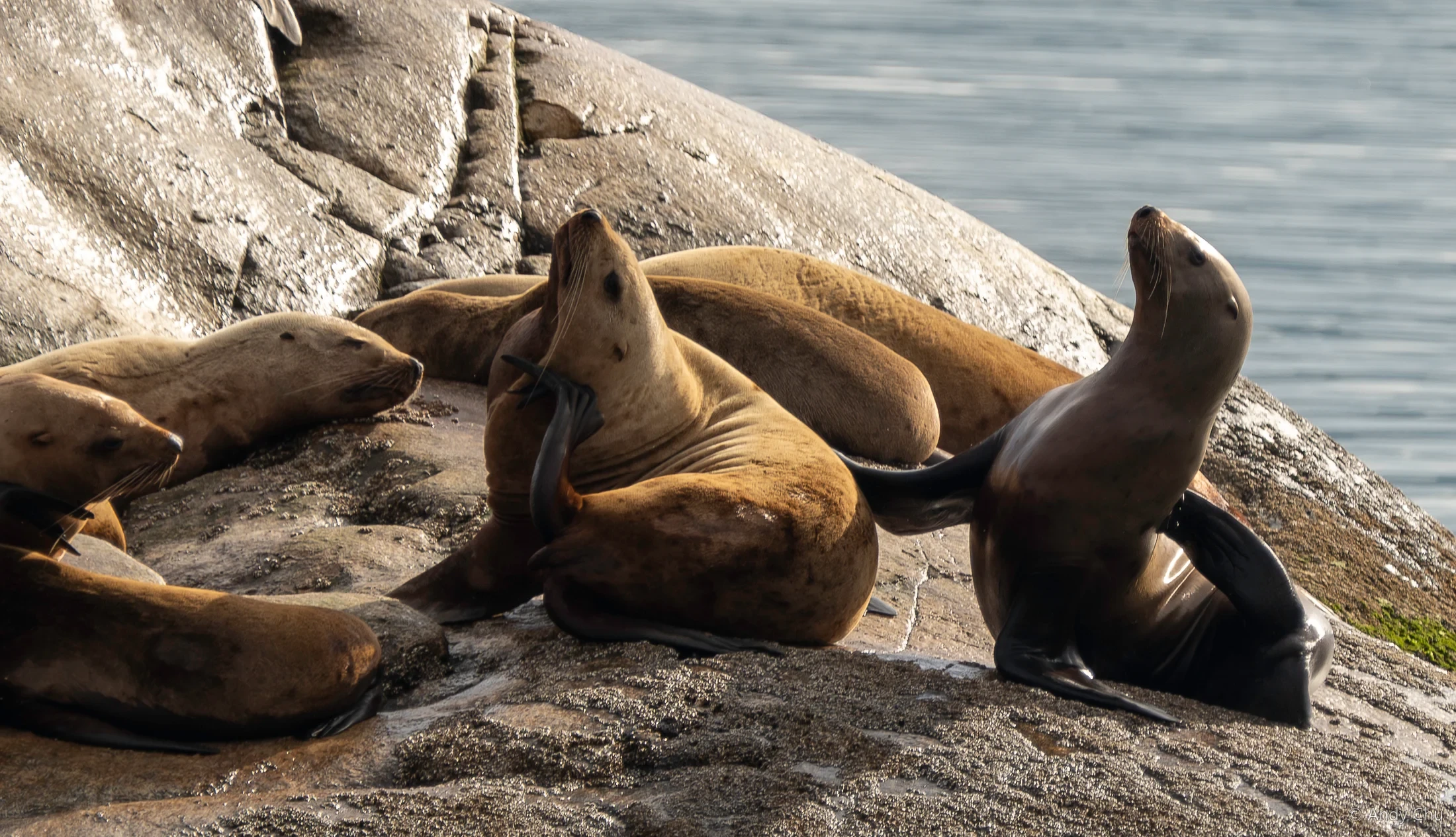 Sea lions resting together on coastal rocks