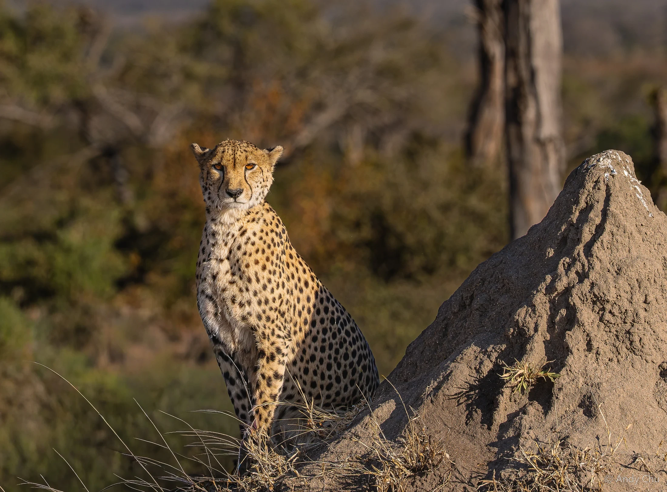 Cheetah sitting beside a mound in warm sunlight