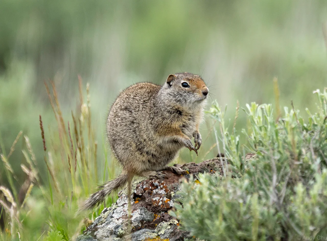 Ground squirrel sitting upright on a lichen-covered rock in green grass