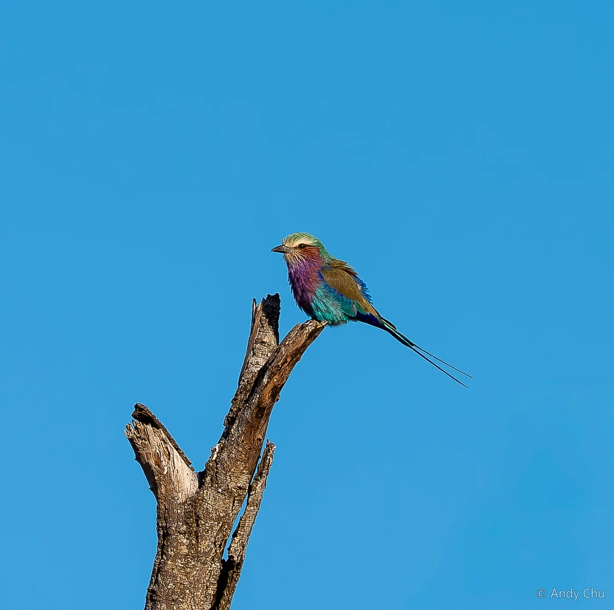 Colourful bird perched at the top of a bare branch