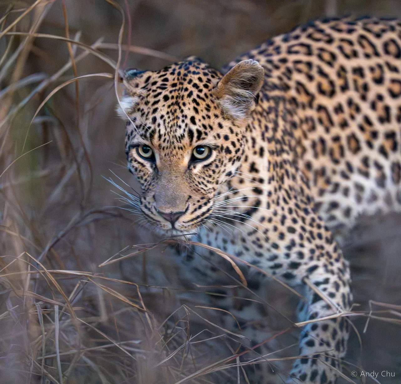 Leopard looking toward the camera through grasses
