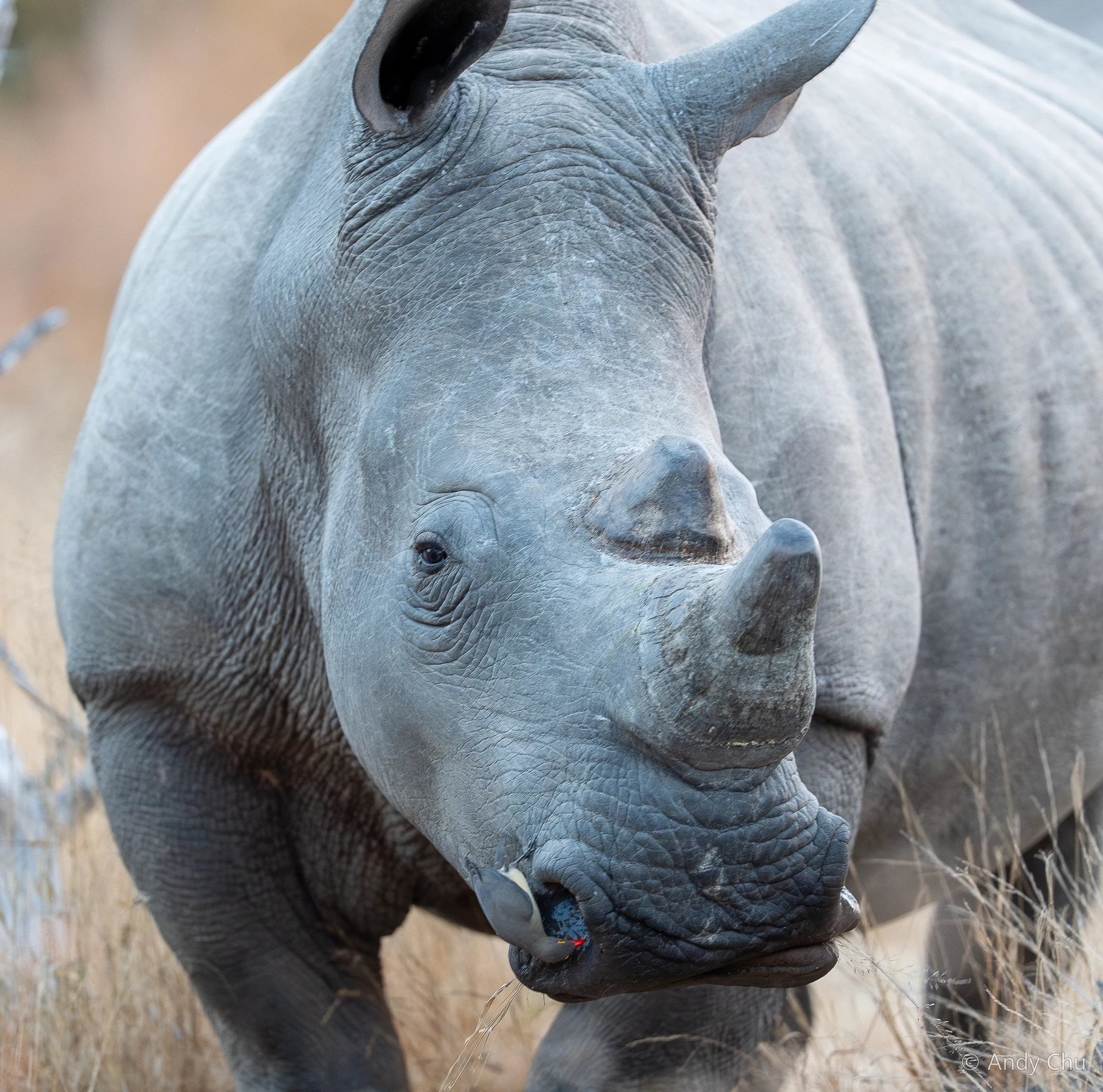 Rhinoceros facing the camera in dry grass