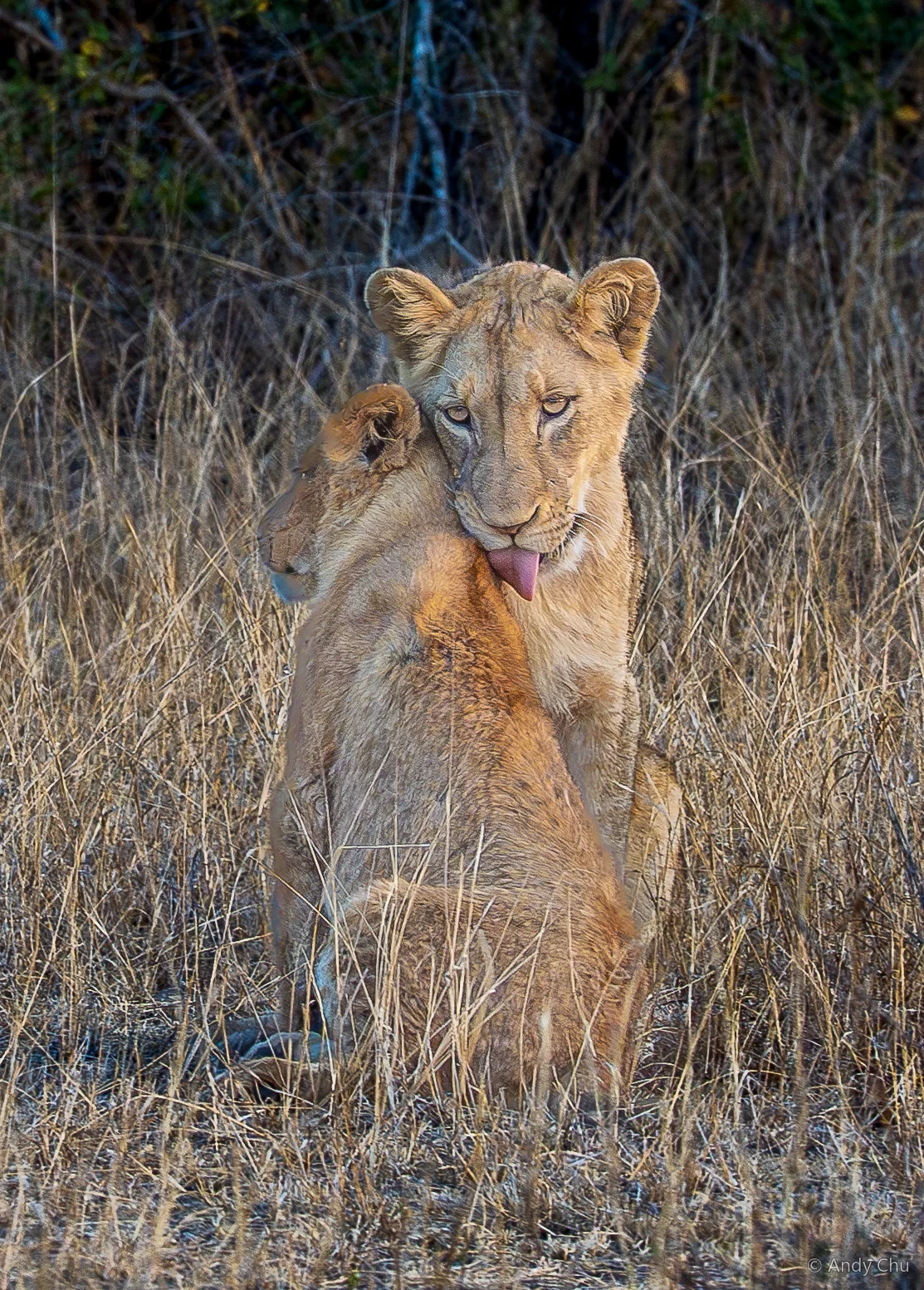 Two young lions grooming in tall grass