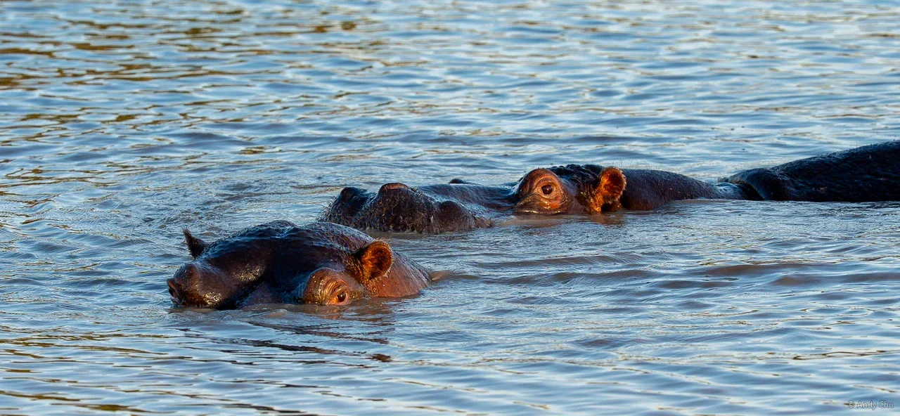Two hippopotamuses with eyes and ears above the water