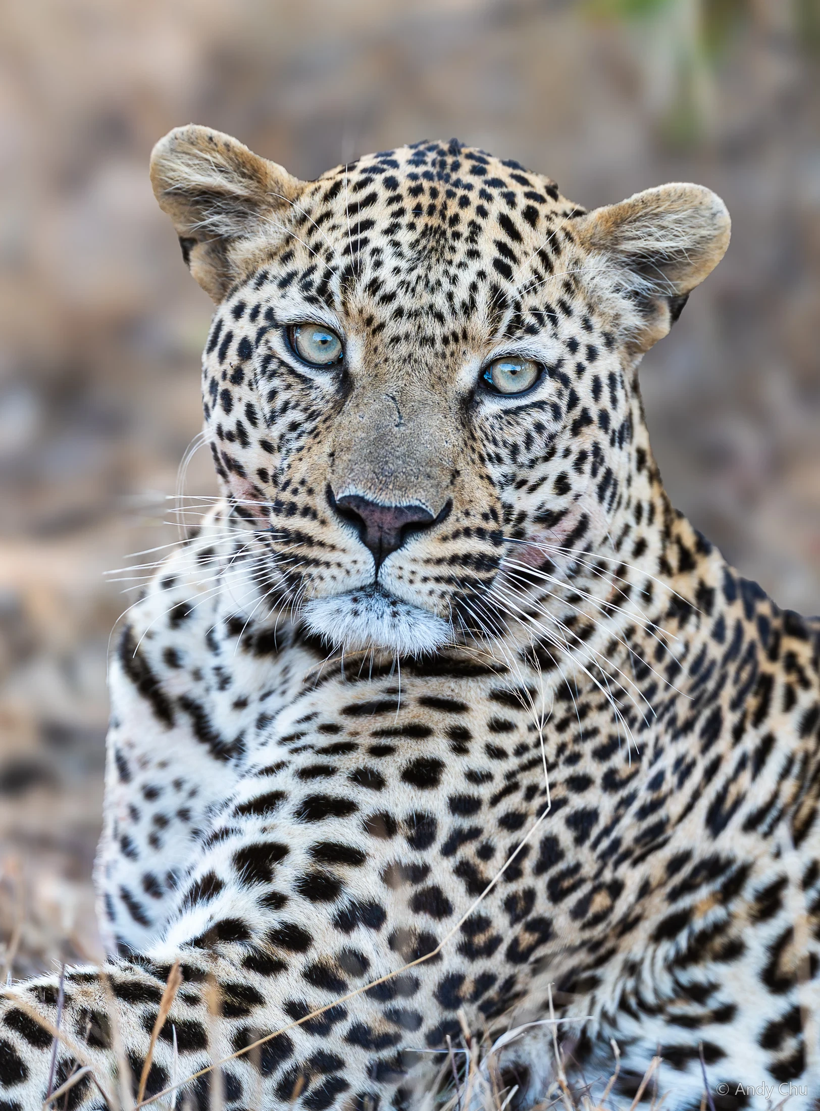 Portrait of a leopard looking toward the camera