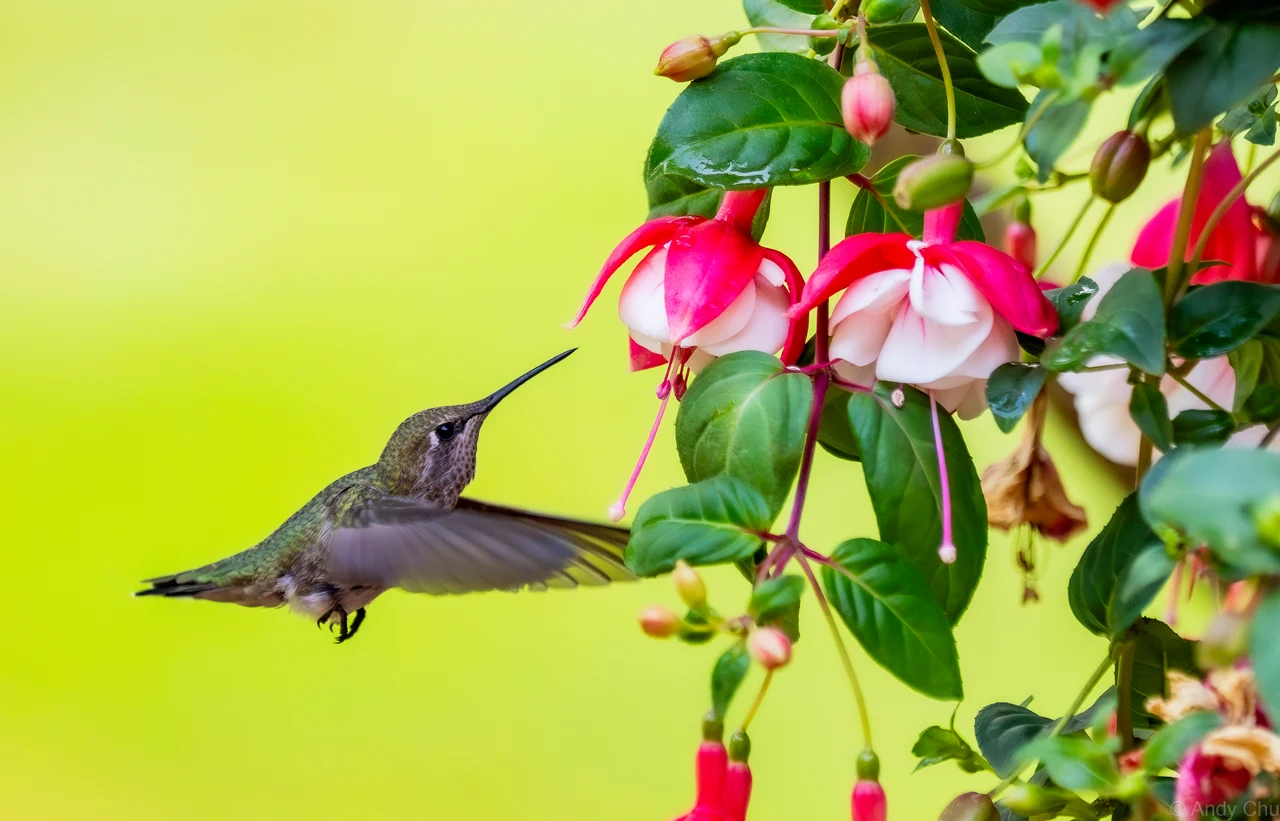 Hummingbird hovering in front of fuchsia blossoms