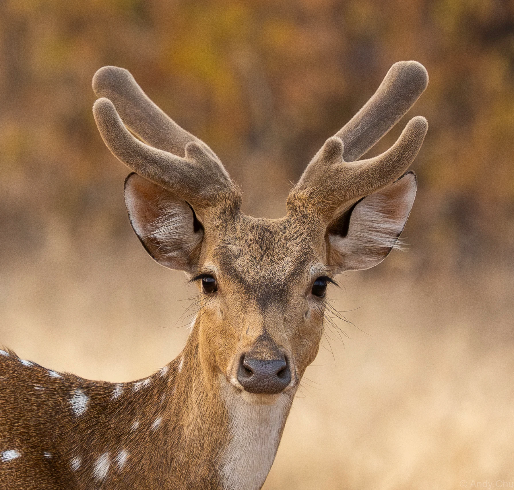 Portrait of a spotted deer with antlers in velvet
