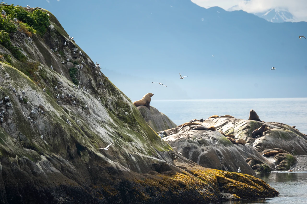 Sea lions and seabirds on a rocky coast with distant mountains