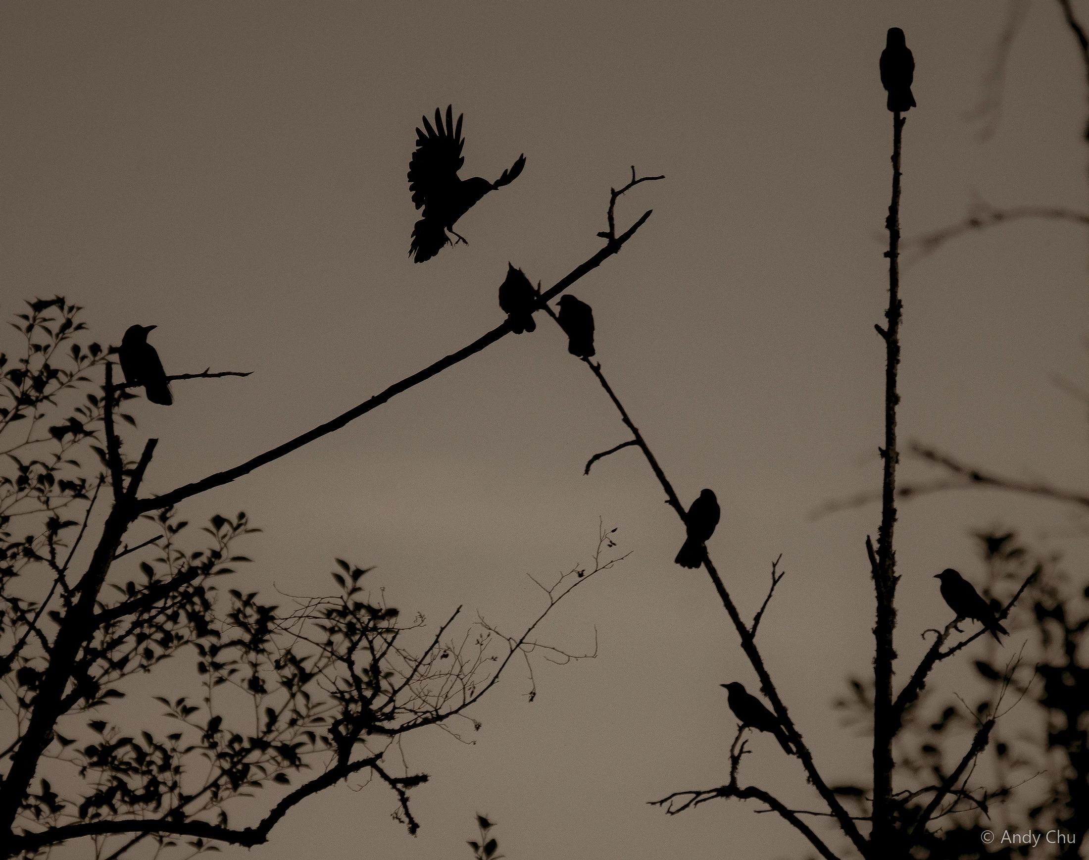 Silhouettes of birds perching and landing on bare branches