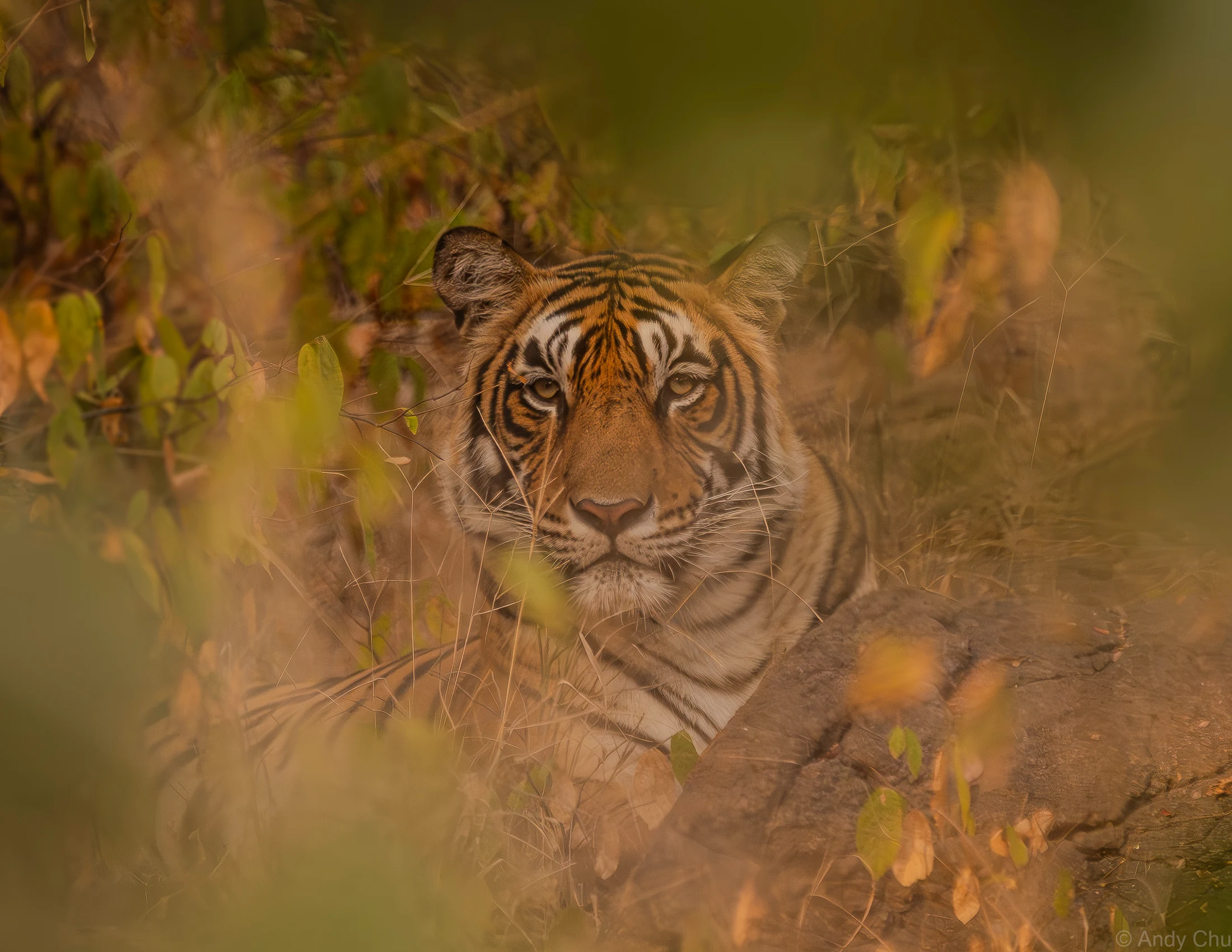 Tiger resting behind softly blurred vegetation