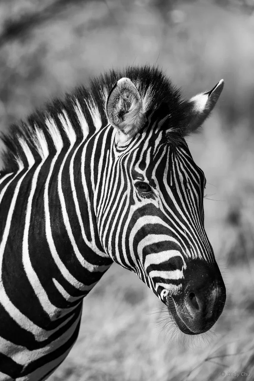 Black-and-white portrait of a zebra