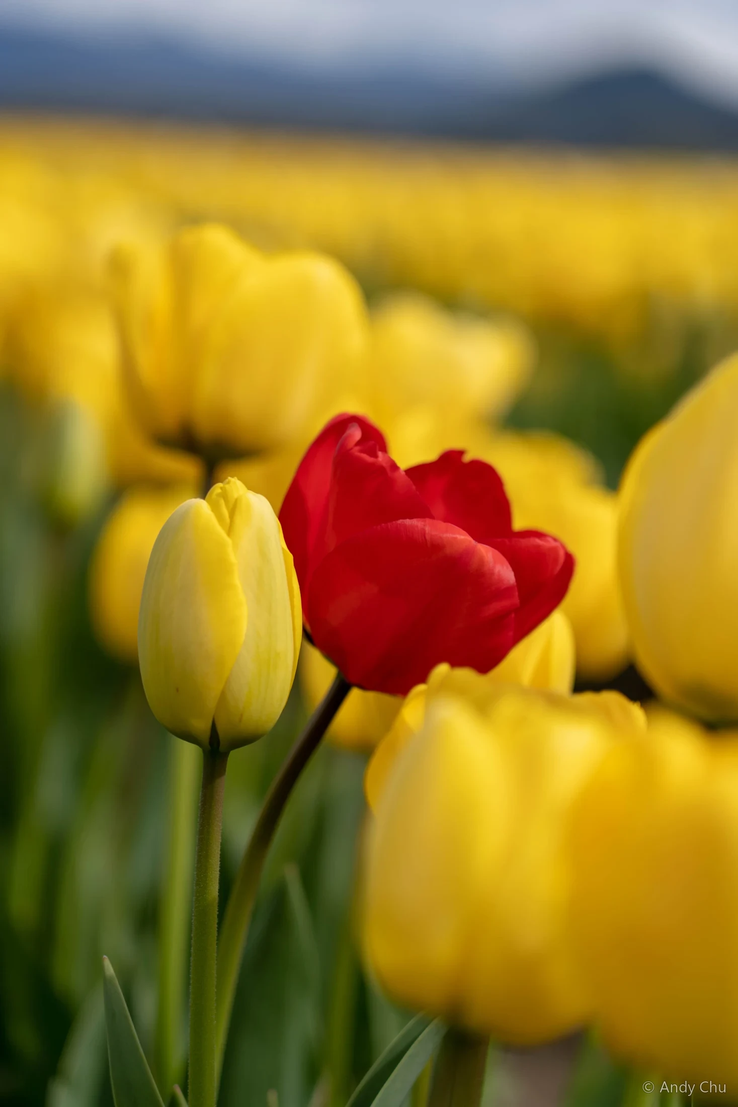 A red tulip among yellow tulips with distant hills softly blurred