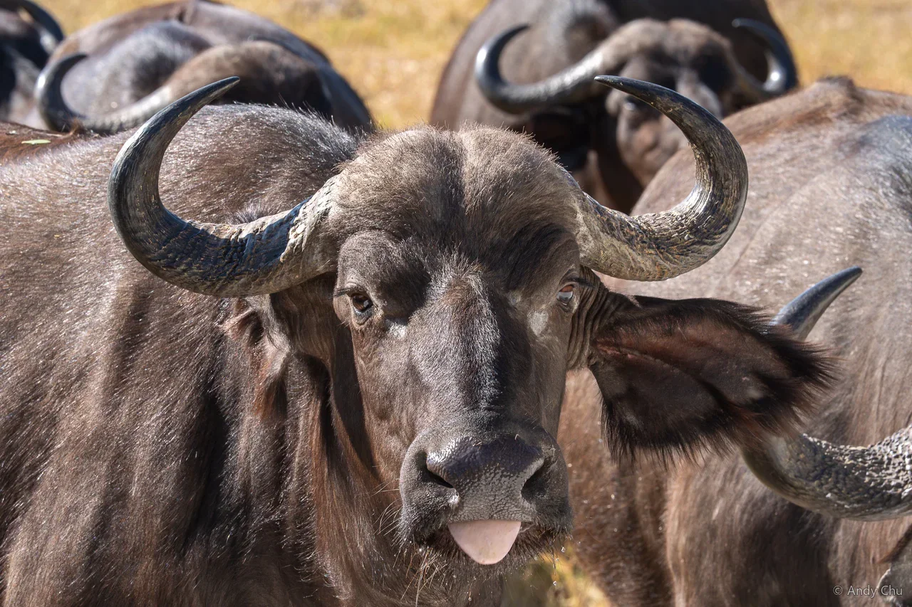 Buffalo facing the camera with its tongue visible
