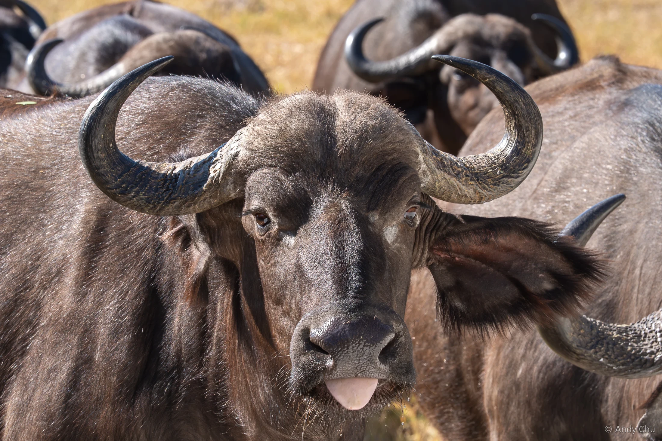 Buffalo facing the camera with its tongue visible