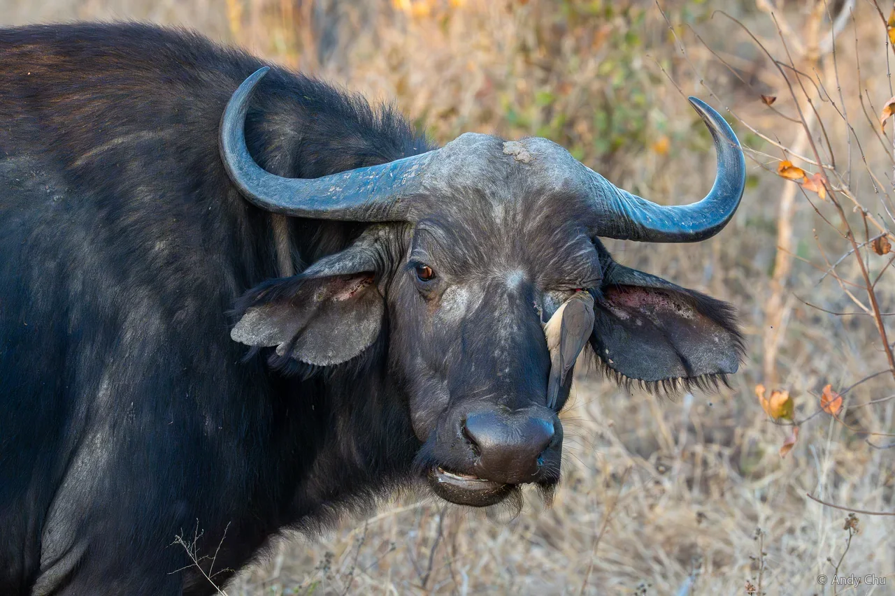 Buffalo with a small bird beside its ear