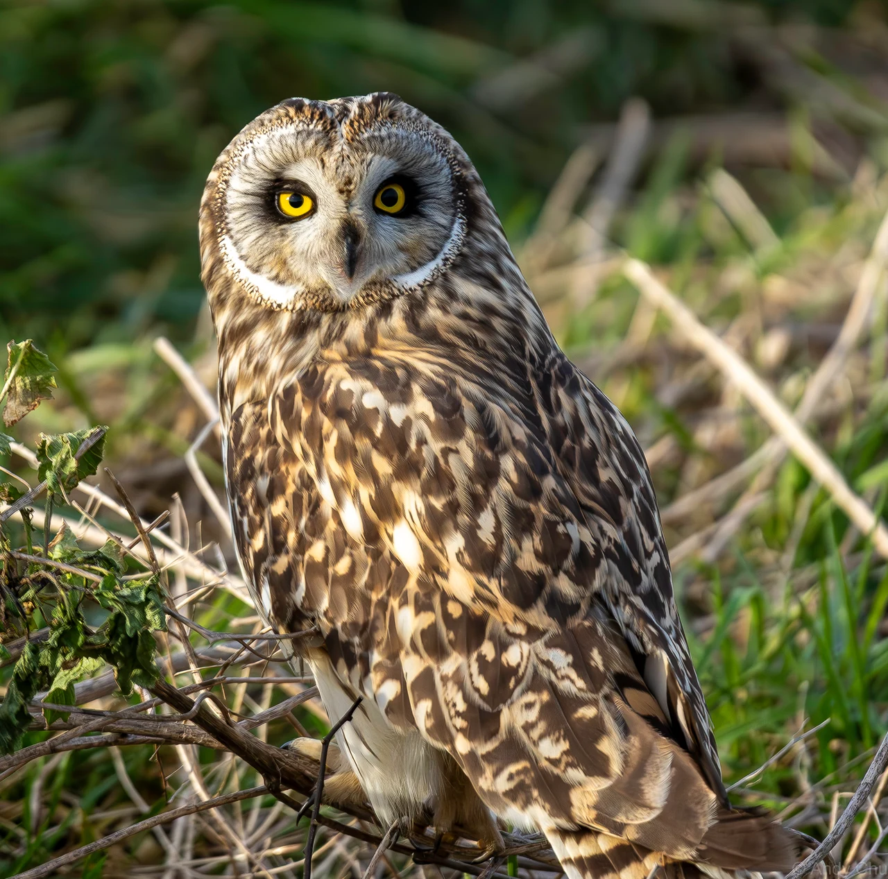 Short-eared owl with bright yellow eyes resting among green vegetation and dry stems