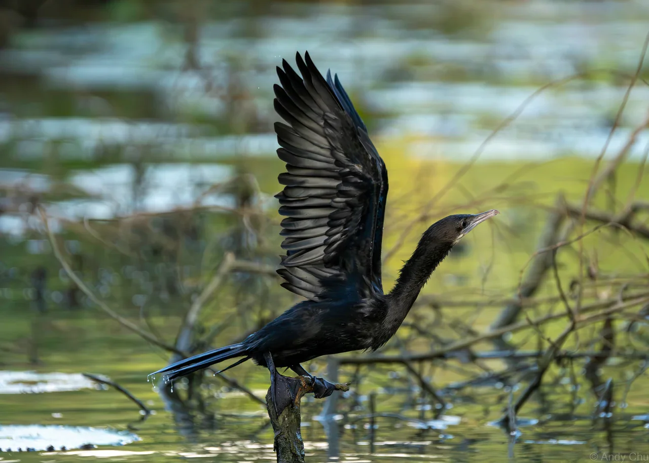 Dark cormorant balancing on a branch with wings raised above water